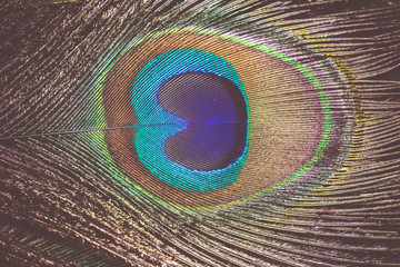Obraz premium Peacock Feather Macro Retro