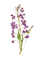 Pressed and dried flower willow-herb (epilobium). Isolated on wh