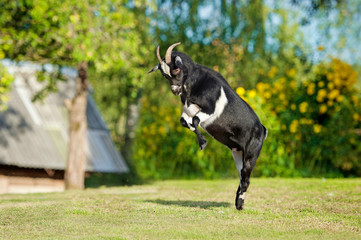 Obraz na płótnie Canvas Little dwarf goat standing up on its hind legs