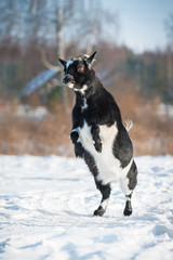 Fototapeta na wymiar Little funny dwarf goat rearing up in winter