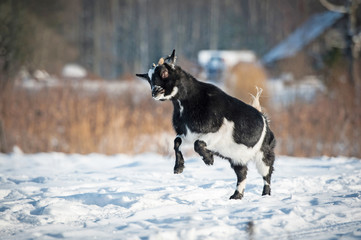 Little happy dwarf goat playing outdoors in winter © Rita Kochmarjova