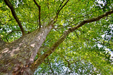 Kraftquelle: Alter Baum :)