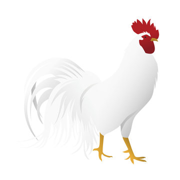 尾長鶏 の画像 109 件の Stock 写真 ベクターおよびビデオ Adobe Stock