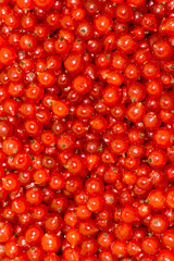 Red Currant Macro