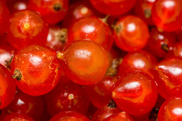 Red Currant Macro