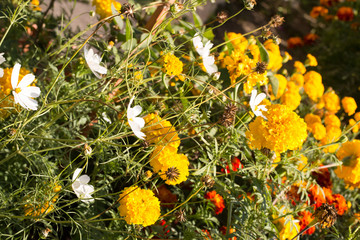 Floral postcard for your design