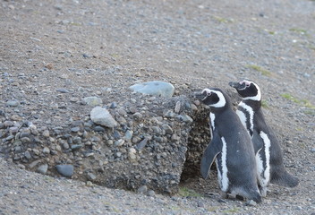 Magellanic Penguins at the penguin sanctuary on Magdalena Island in the Strait of Magellan near...
