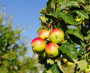 Red apples on the branch of an apple-tree