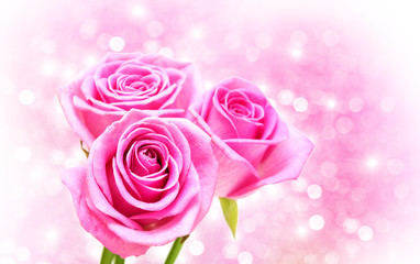 Pink rose blossoms