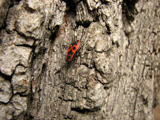 Bedbug-soldier on a tree trunk, super macro mode