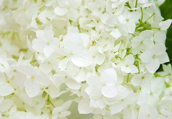 white hydrangea  blossoms