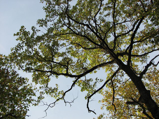Picturesque branchy tree