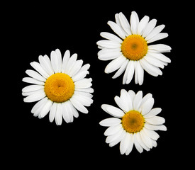 Chamomiles isolated on a black
