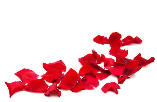 Red Rose Petal Images – Browse 61 Stock Photos, Vectors, and