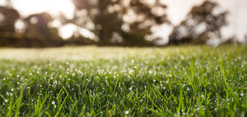 Closeup of green grass with blurred trees