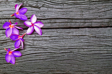 Purple flowers on vintage black wooden background