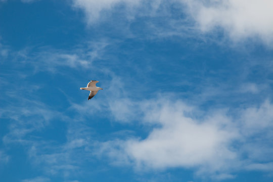 Flying seagull and a sky
