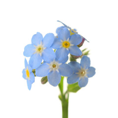 Forget-me-nots isolated on white background. studio shot
