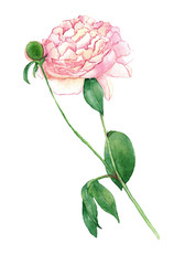 Watercolor pink peony with leaves isolated