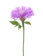 Light lilac flower isolated on white background.  Persian Cornflower
