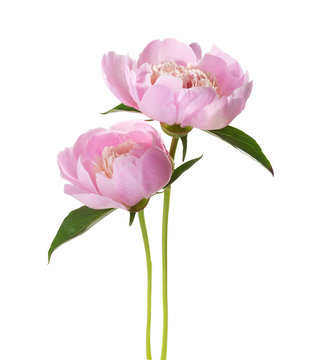 Fototapeta Two light pink peonies isolated on white background.