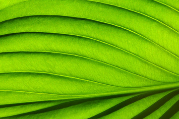  green leaf texture