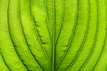  green leaf texture
