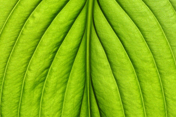  green leaf texture