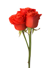   Three bright red roses isolated on white