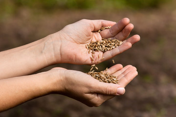 hands holding and pouring rye grains