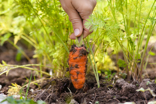 hand pulling carrot in vegetable garden, closeup
