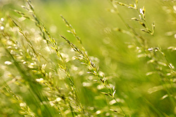  green plants