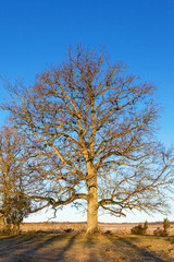 Obraz premium Old oak tree on the meadow in spring sunshine