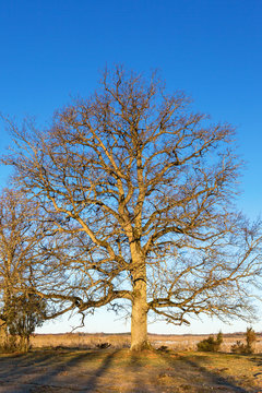 Old oak tree on the meadow in spring sunshine