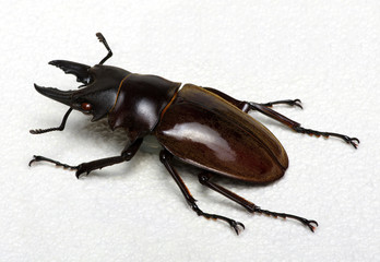 Stag beetle