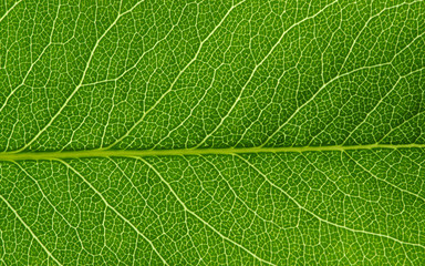  green leaf texture
