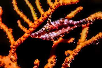 Monacanthus tuckeri,  slender filefish