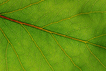  green leaf texture
