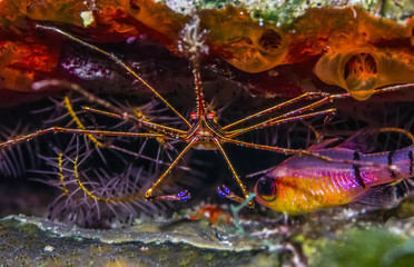 Underwater coral reef