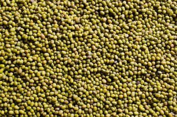 Background of  mung beans