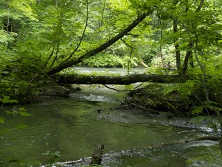 Obraz premium 奥入瀬渓流