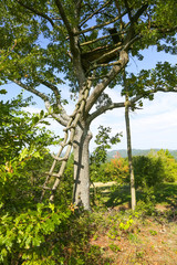 House on tree