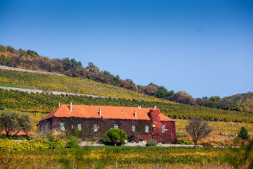 Vineyard with building