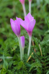 Crocus flower