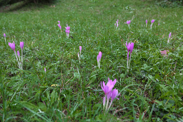 Crocus flower