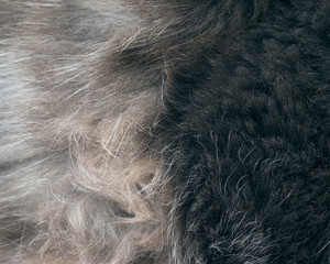 The texture of fur. The fur is beautiful, long hair. Shades of gray - dark and light. 