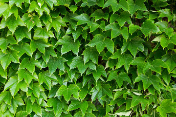 Green leaf of maple wall texture and background