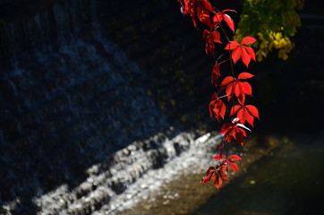 branch creeper in autumn with red leaves on a blurred background