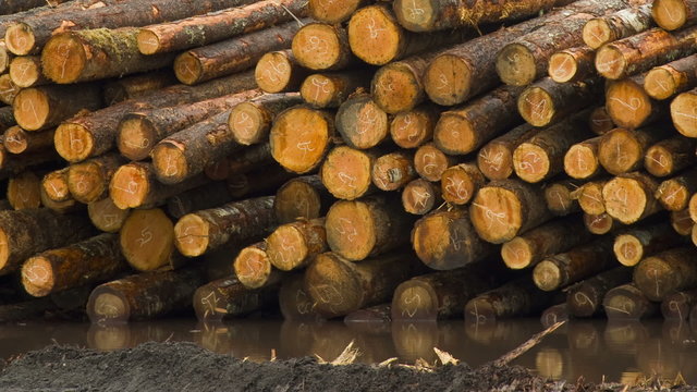 Lumber Mill Log Pile Wood Tree Trunks Waiting for Processing