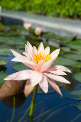 pink lotus with the leaf under sun light